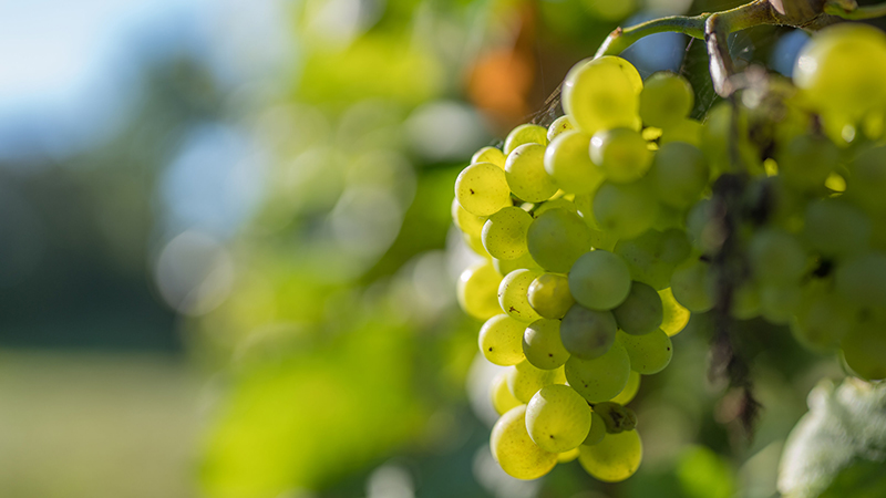 Alsace med vin, ost, choklad    7 dagar