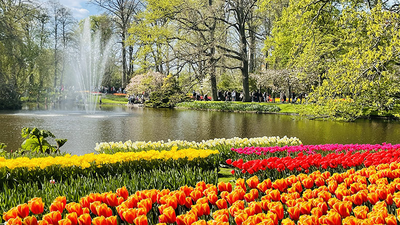 Holland med blomsterkortegen