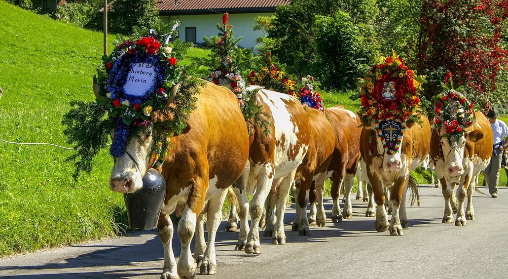 Tyrolen Zillertal med kosl�pp