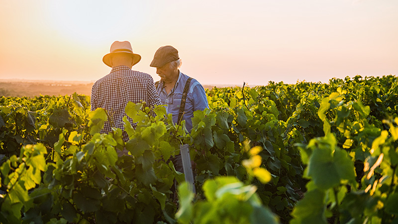Hemåt genom Danmark