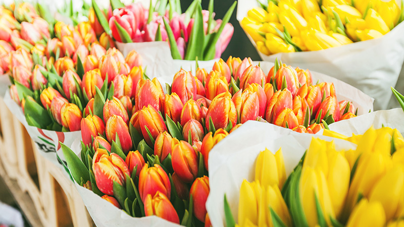 En sista vårkram från Rostock